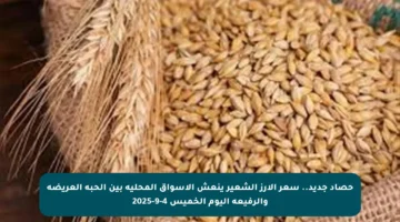 حصاد جديد.. سعر الأرز الشعير ينعش الأسواق المحلية بين الحبة العريضة والرفيعة اليوم الخميس 4-9-2025